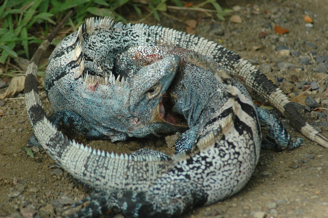 iguana safari reptile free photo