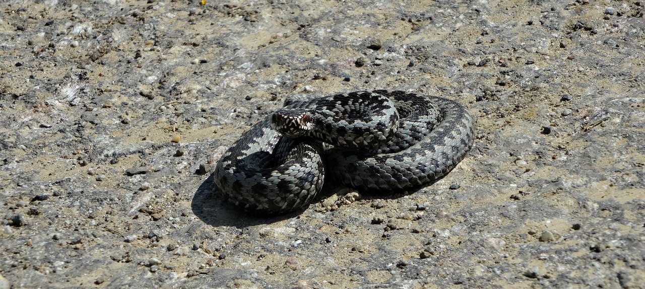 snake viper amphibian free photo