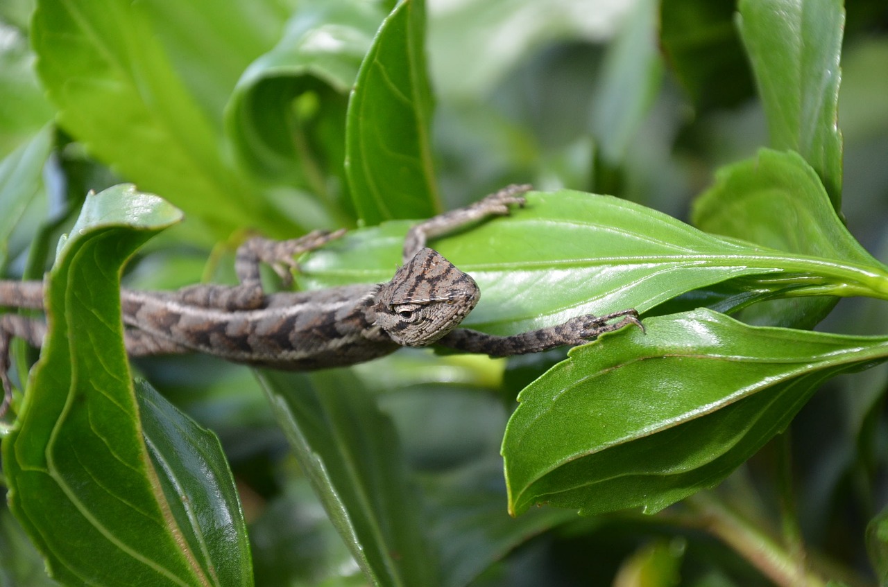 snake nature reptile free photo