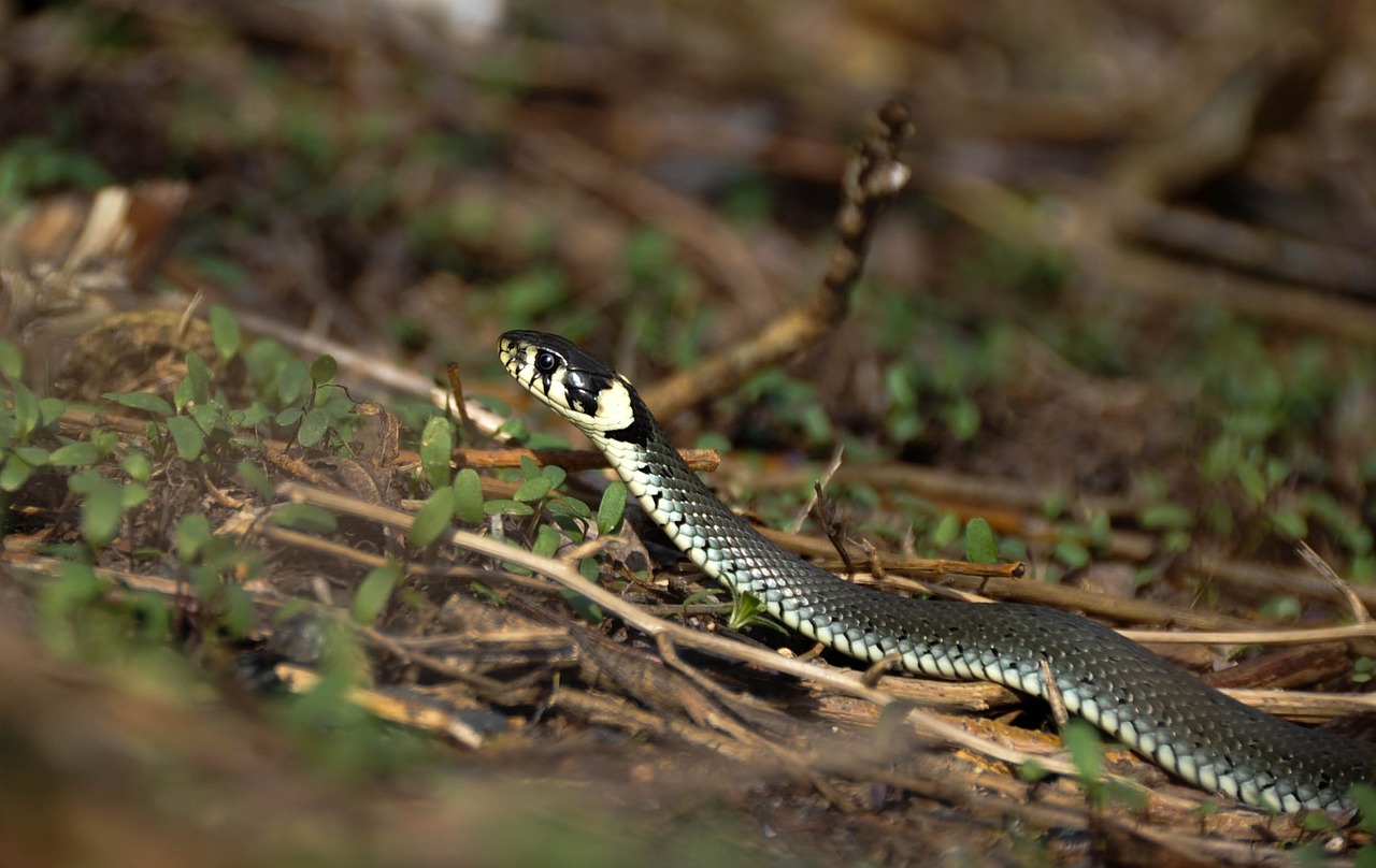 snake snooping reptiles free photo