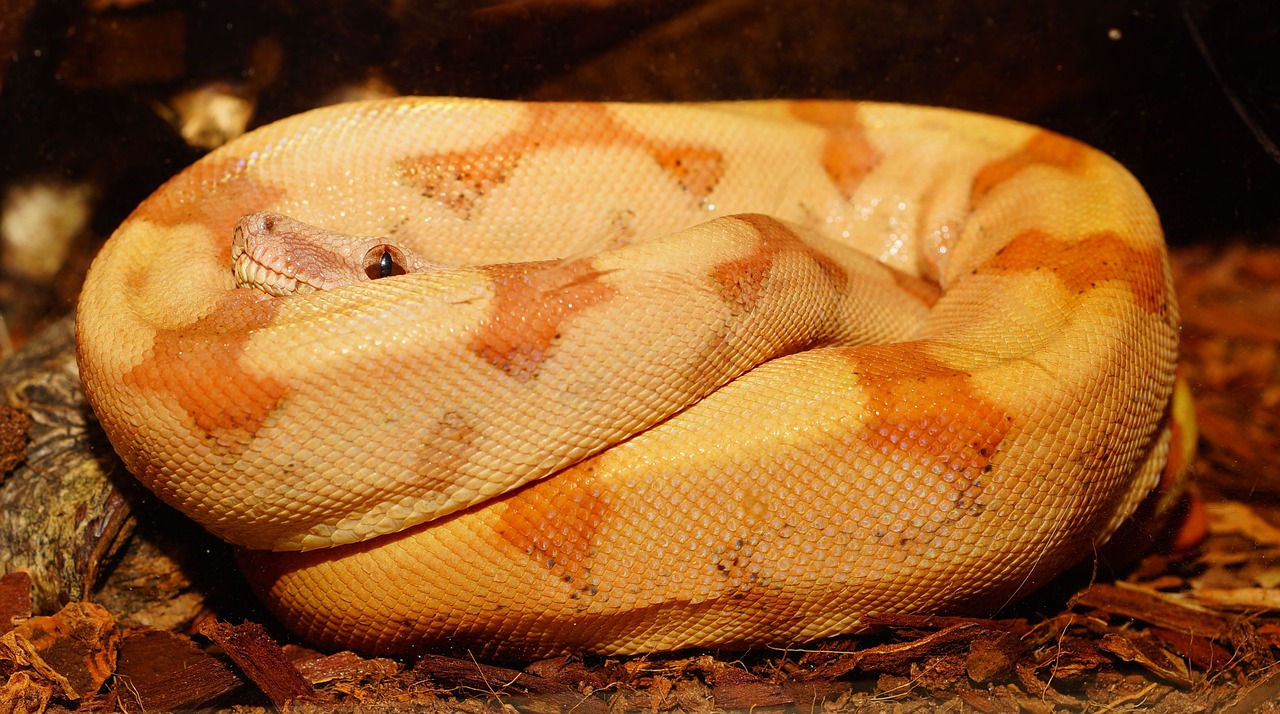 snake boa constrictor imperator young animal free photo