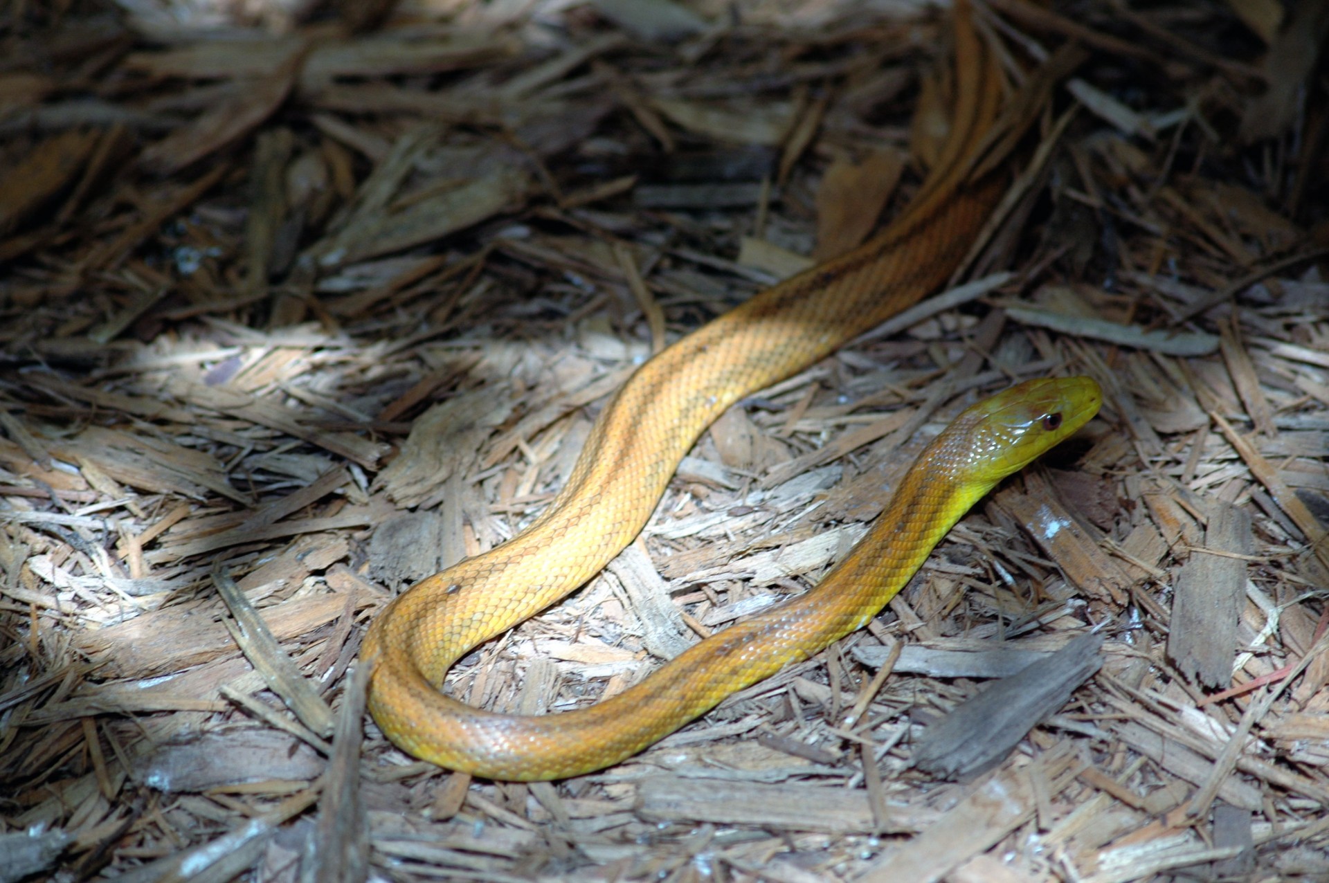 snake wildlife reptile free photo
