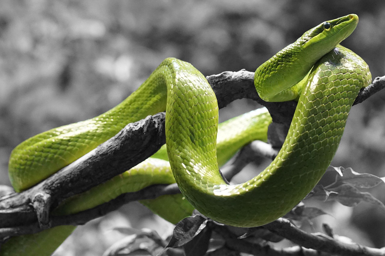 snake reptile grass snake free photo