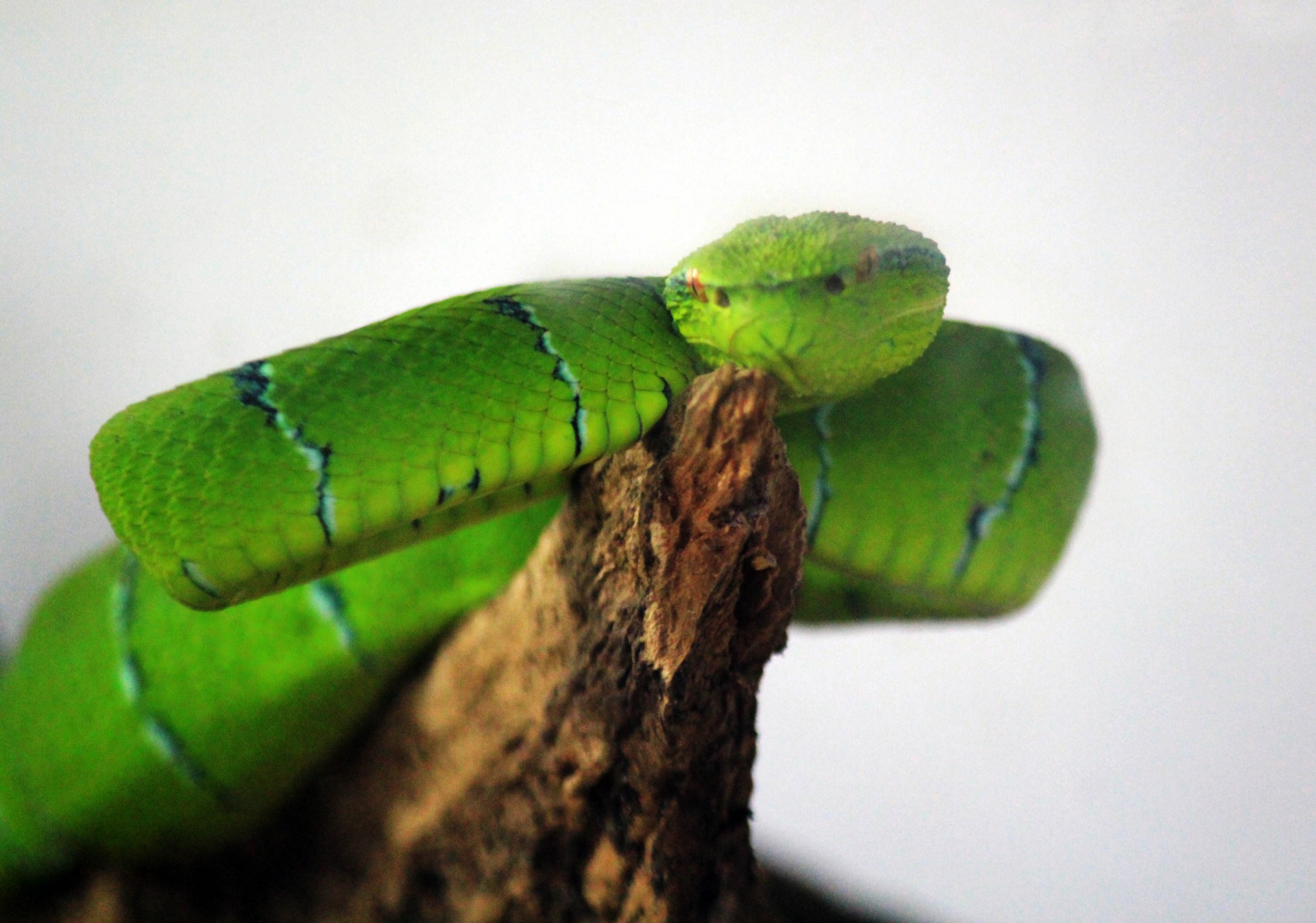 green snake snake animal free photo