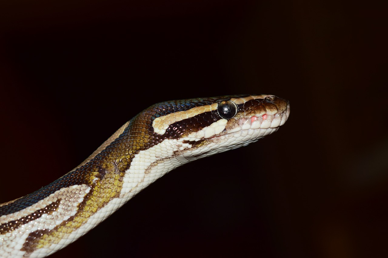 snake ball python python regius free photo