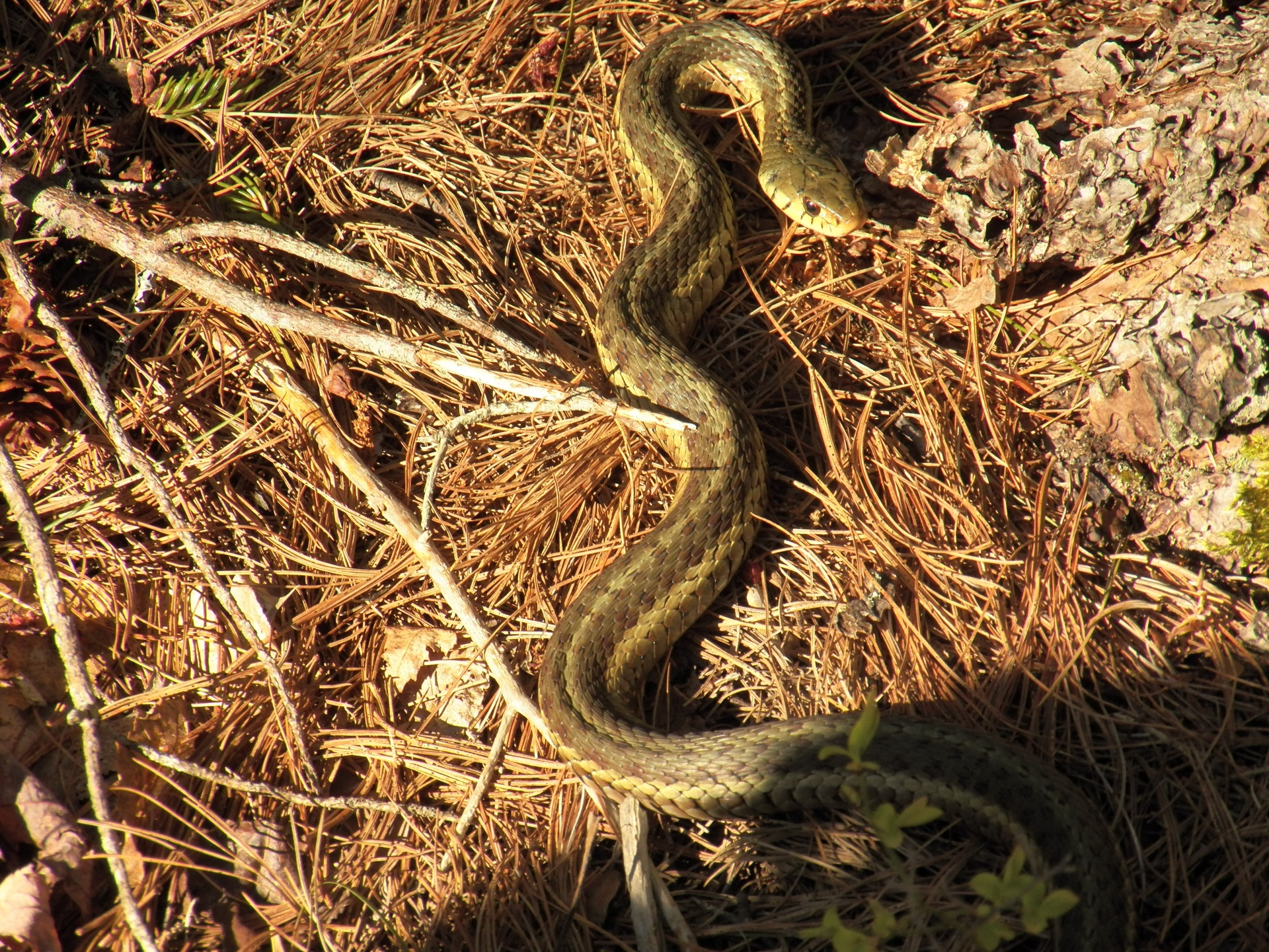 snakes snake reptile free photo