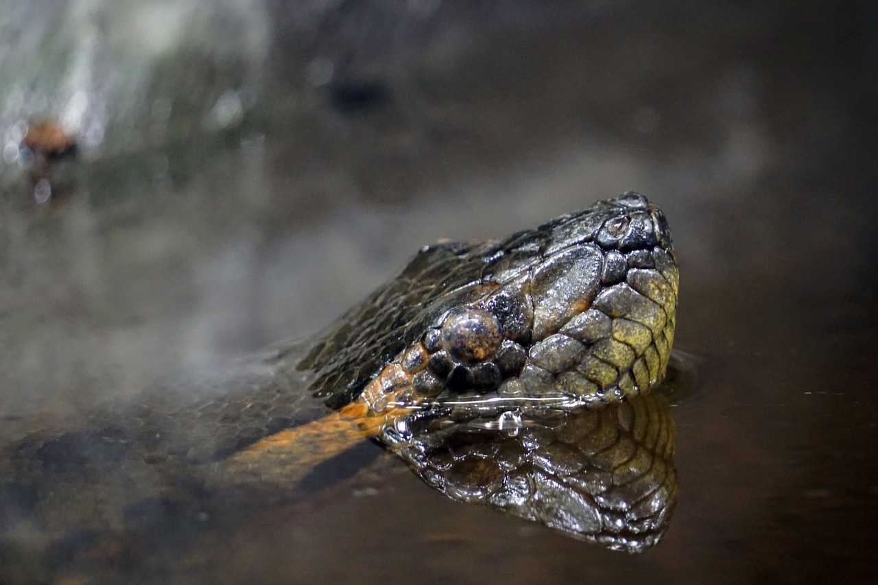 snake anaconda water free photo