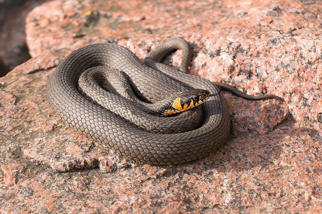 snake grass snake reptile free photo