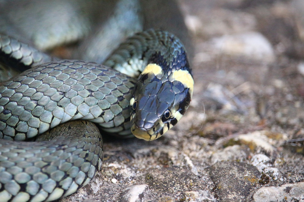 snake grass snake natter free photo