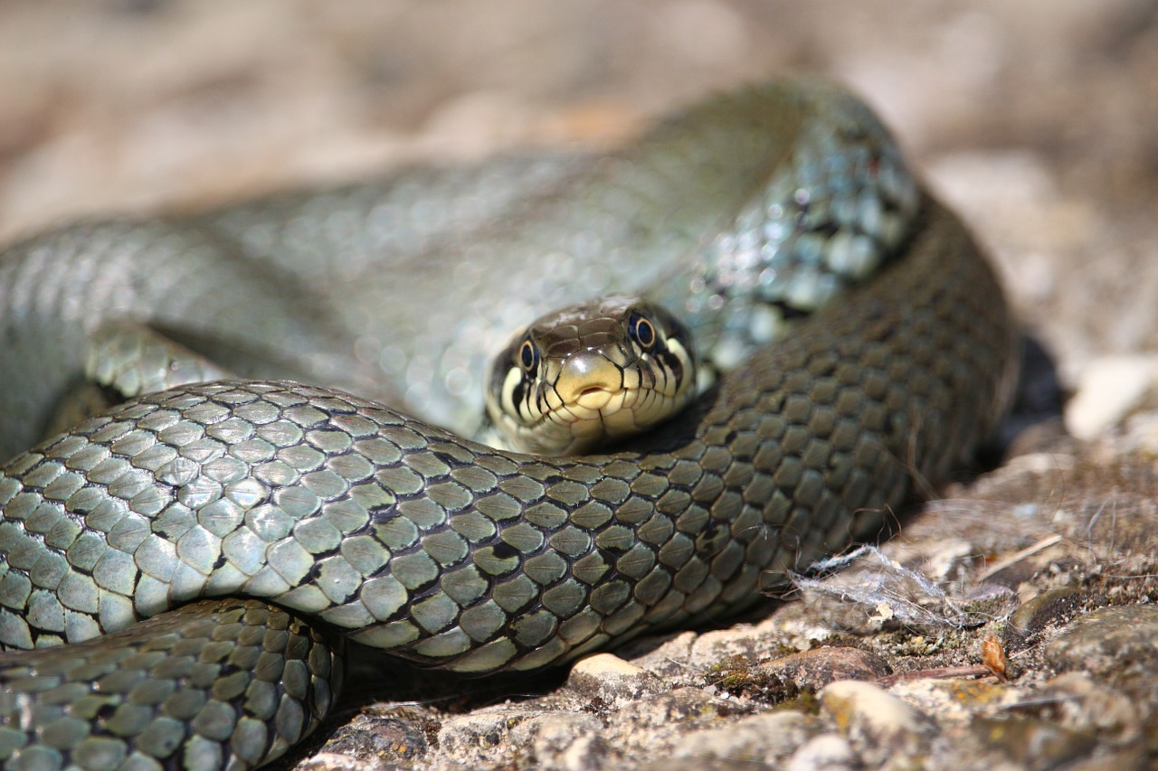 snake grass snake natter free photo