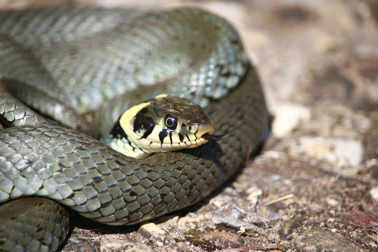 Edit free photo of Snake,grass snake,natter,reptile,natrix natrix ...