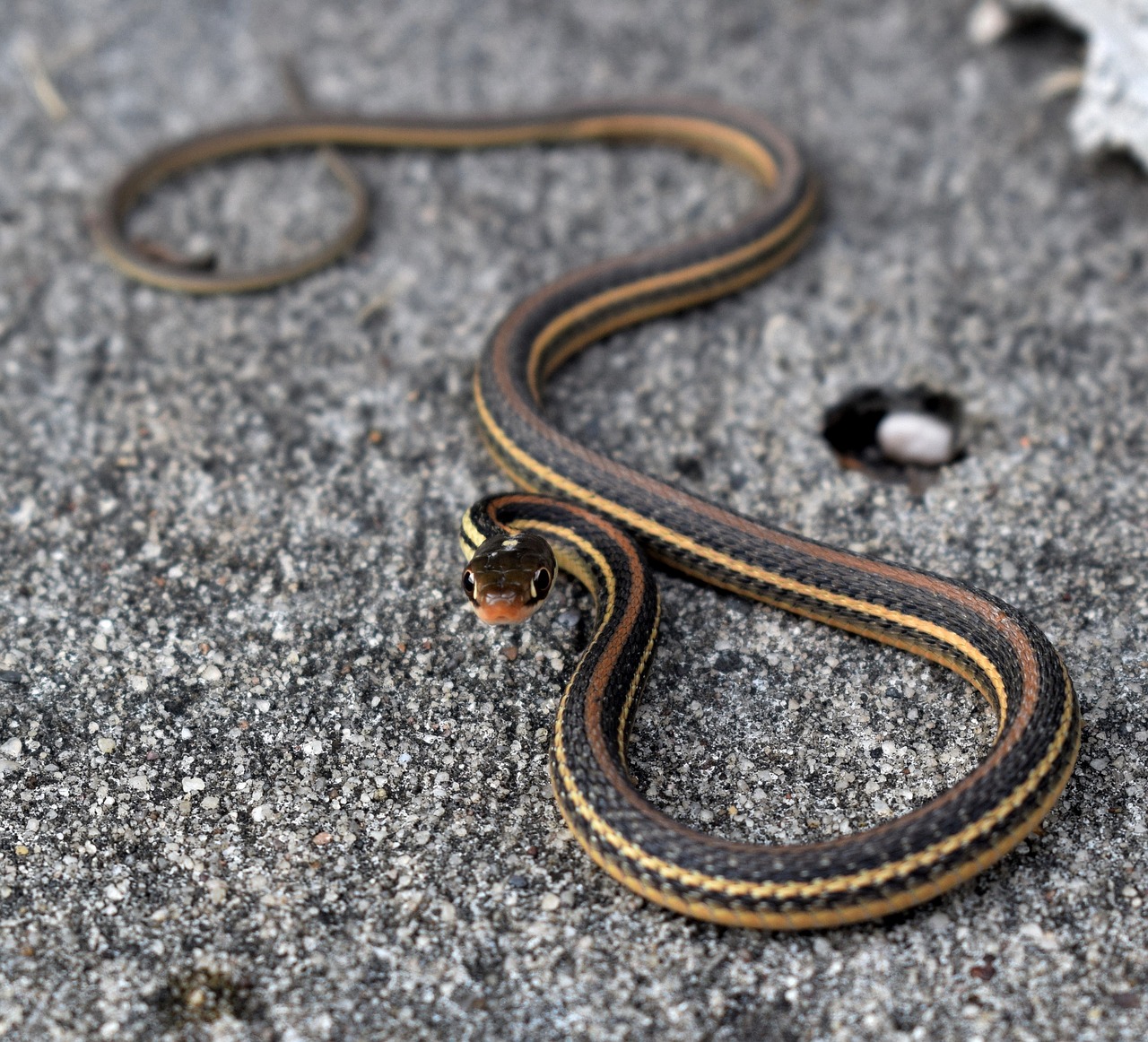 snake garter snake serpent free photo