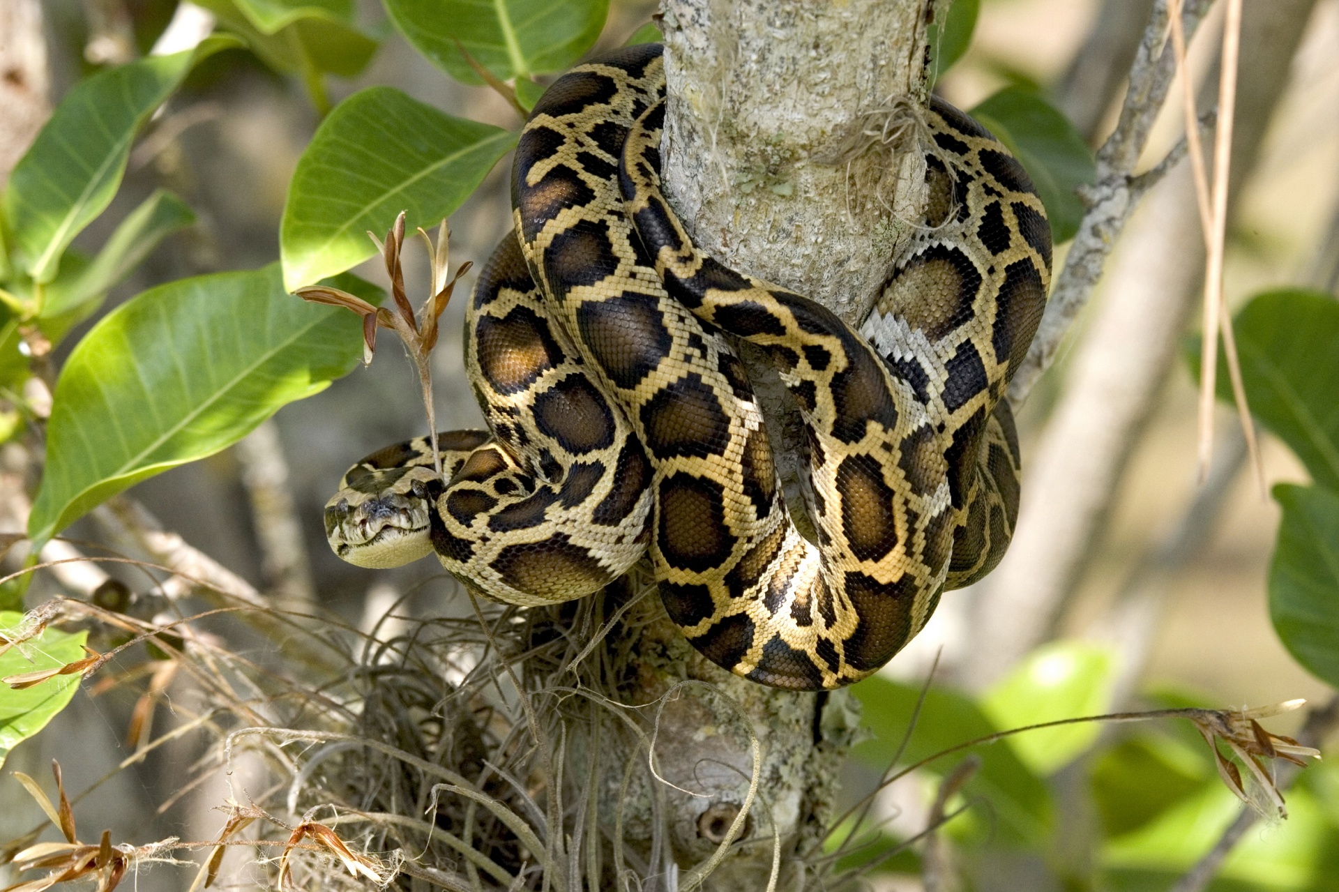 snake python burmese free photo