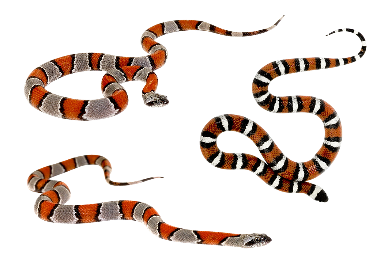 snake terrarium bastards free photo