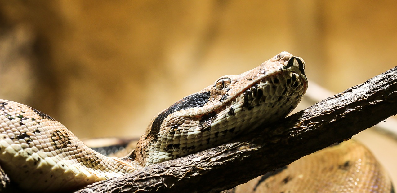 snake boa boa constrictor imperator free photo