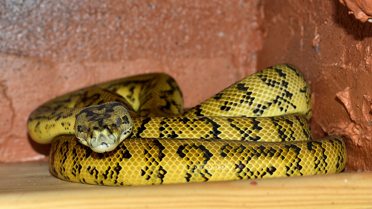 snake bundled yellow black free photo