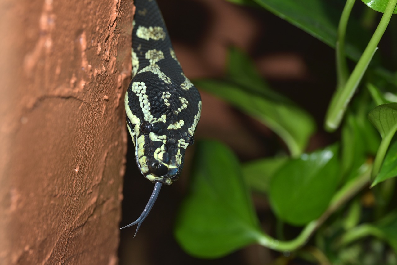 snake lurking mouse hunter free photo