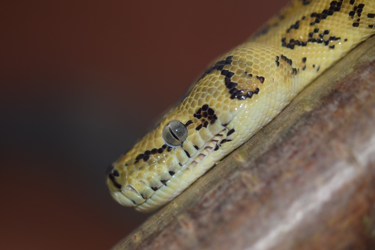 snake head yellow black free photo