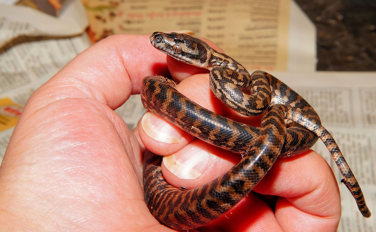 snake baby snake carpet python free photo