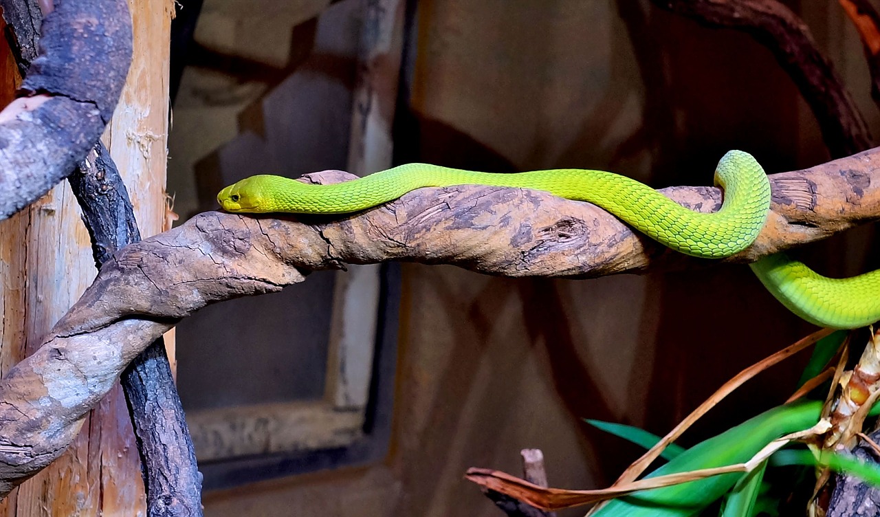 snake green mamba highly toxic free photo