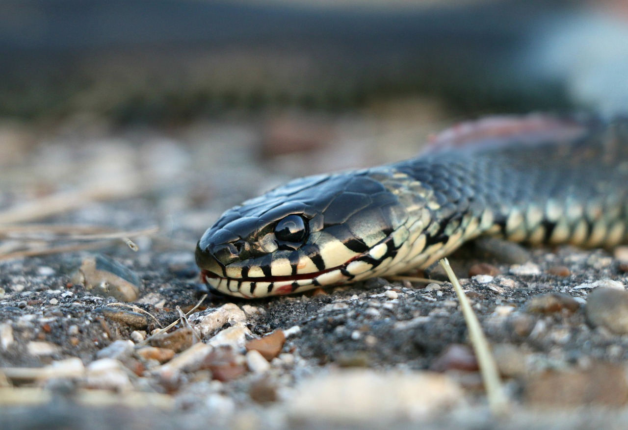 snake really creep free photo