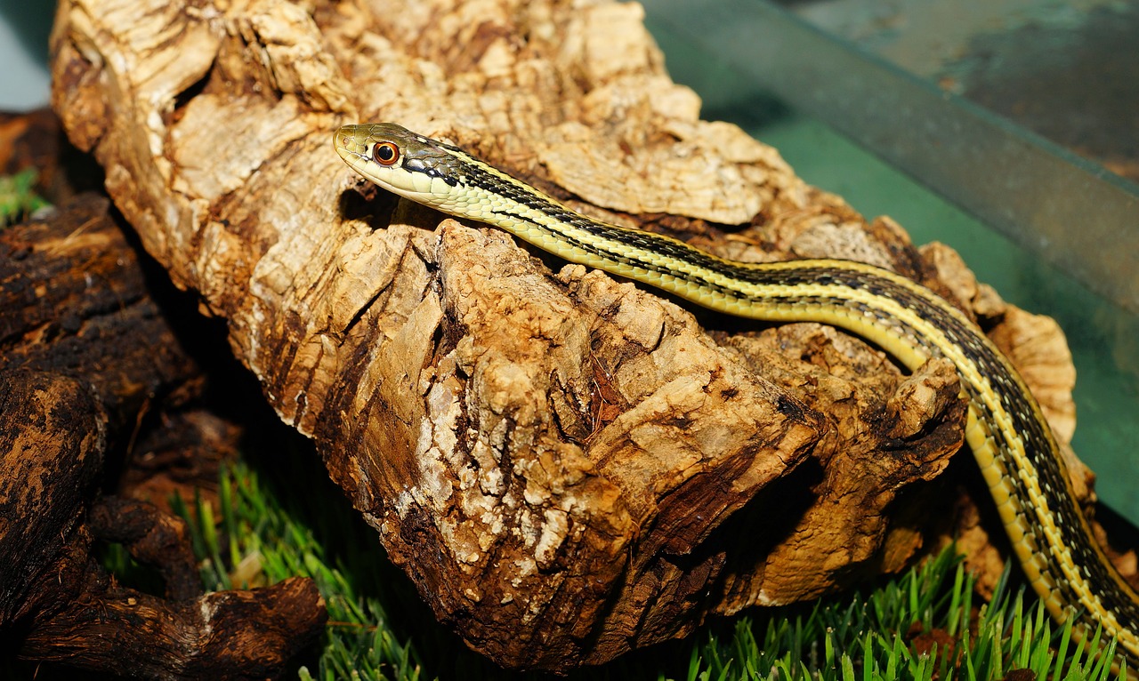 snake young animal cute free photo