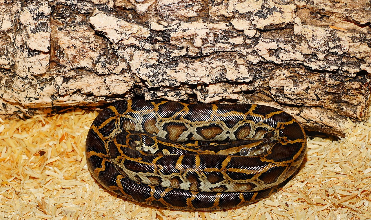 snake burmese python young animal free photo