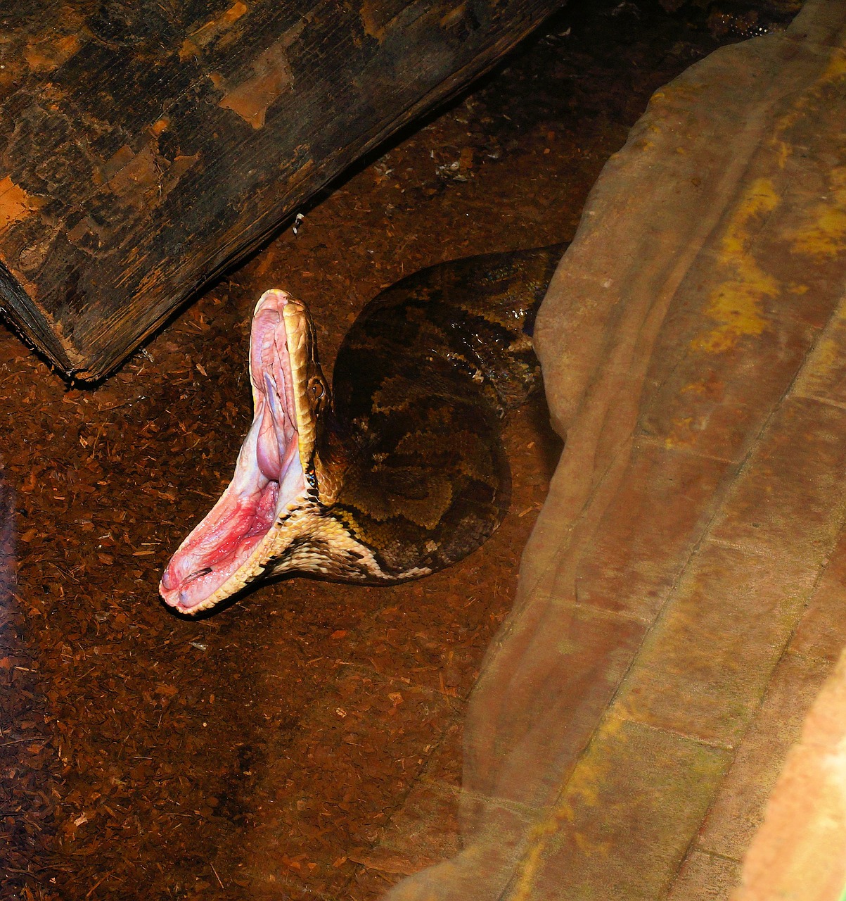 snake head rock python free photo