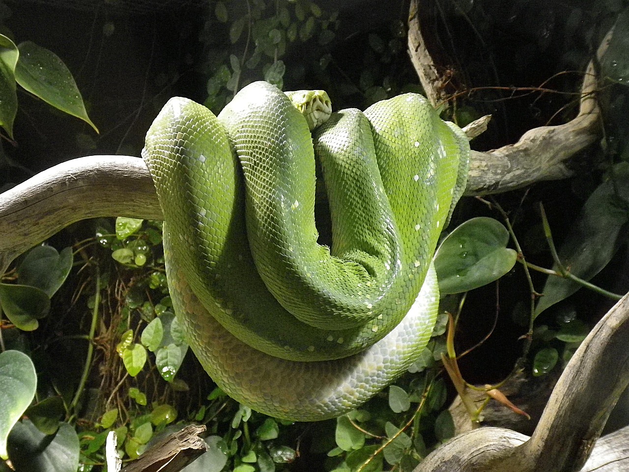snake python terrarium free photo