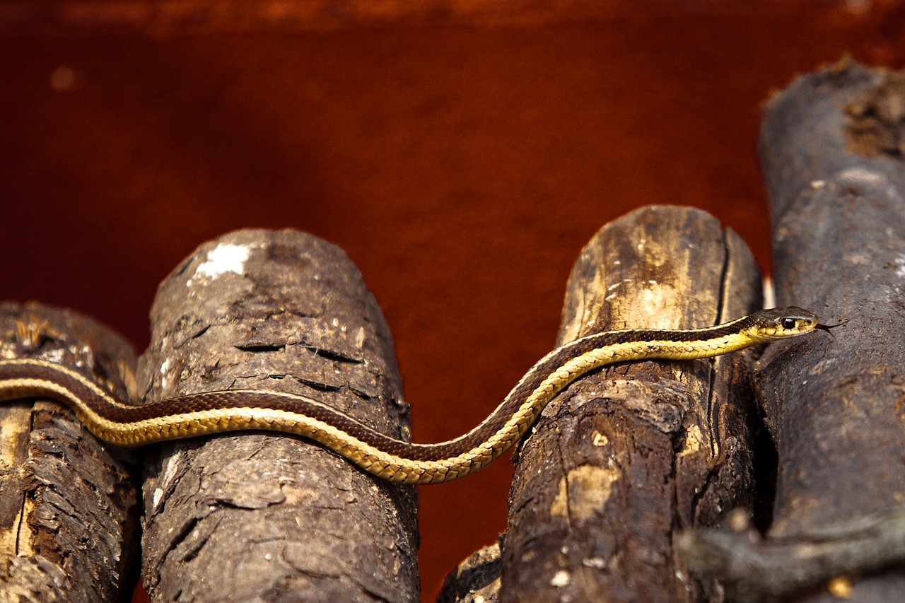 snake log reptile free photo