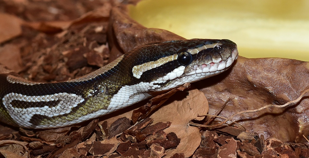 snake python python regius free photo