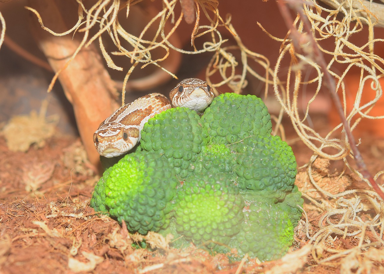 snake heterodon nasicus slightly toxic free photo