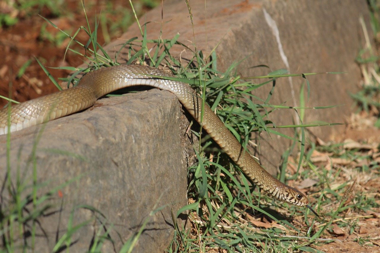snake retile serpent free photo