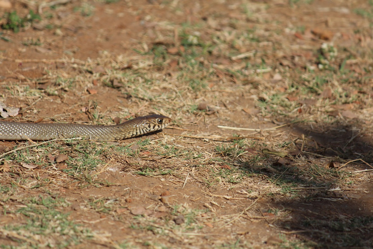 snake reptile animal free photo