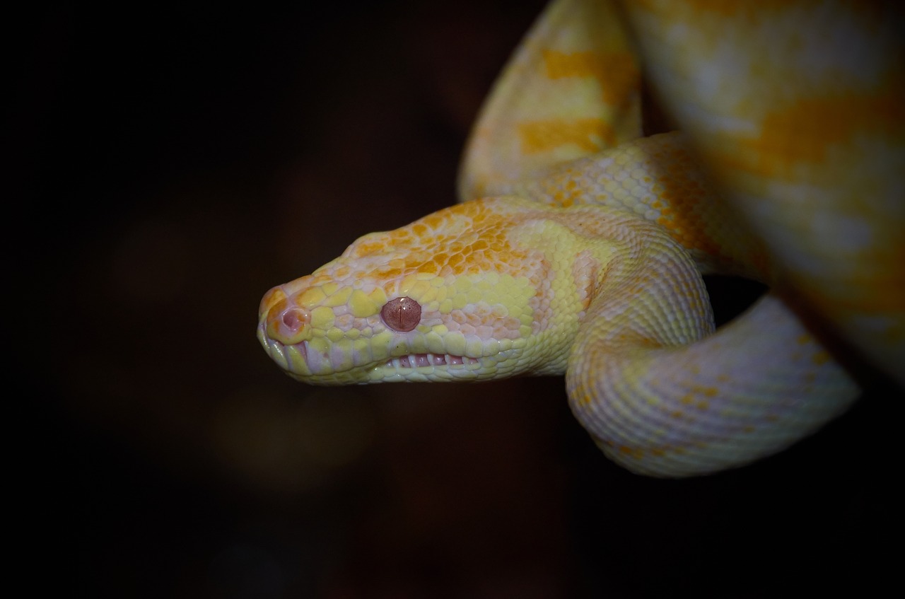 snake australian wildlife reptile free photo