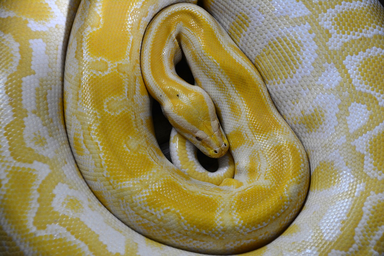 snake yellow reptile free photo