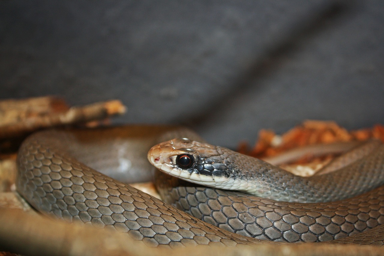 snake reptile serpentes free photo
