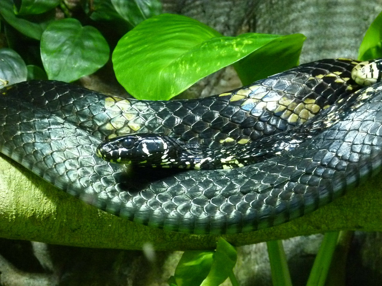 snake viper poison free photo