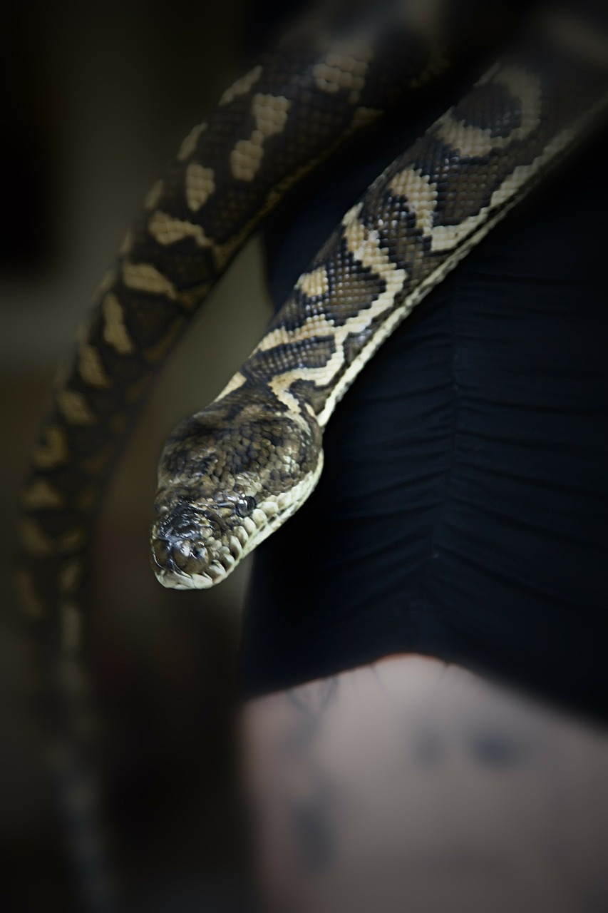 snake carpet snake pet snake free photo