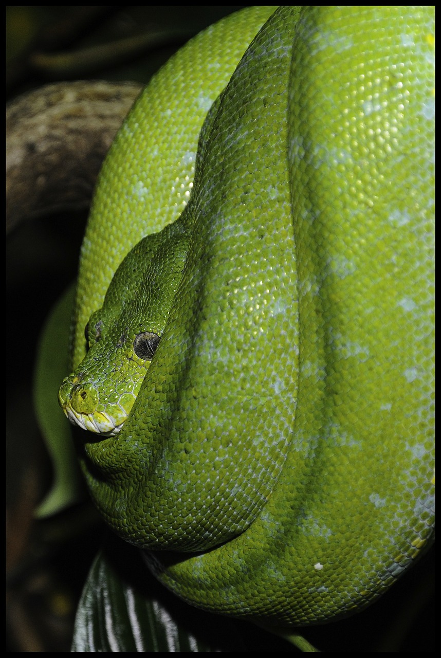 snake green snake zoo free photo