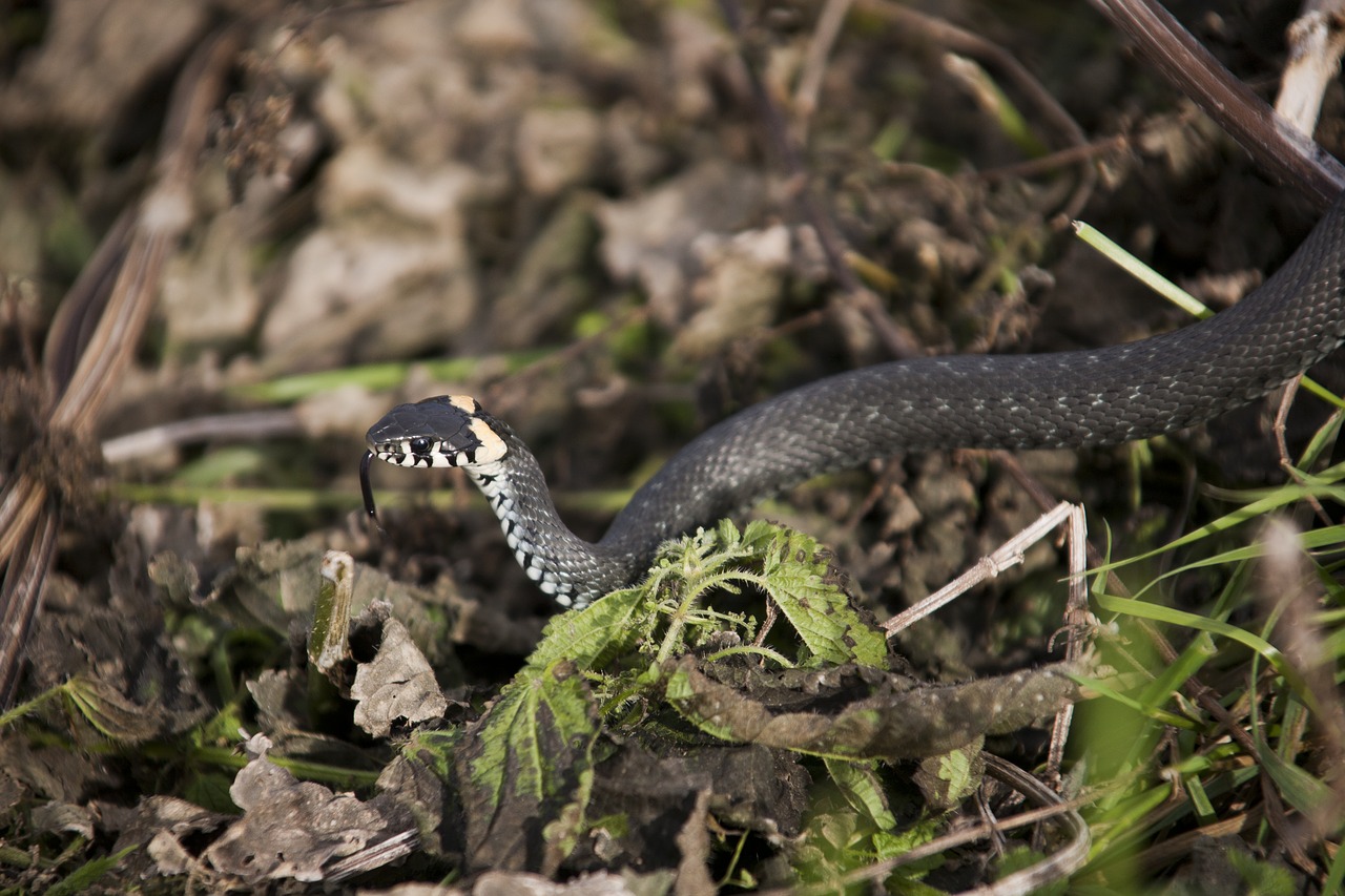 snake really creep free photo