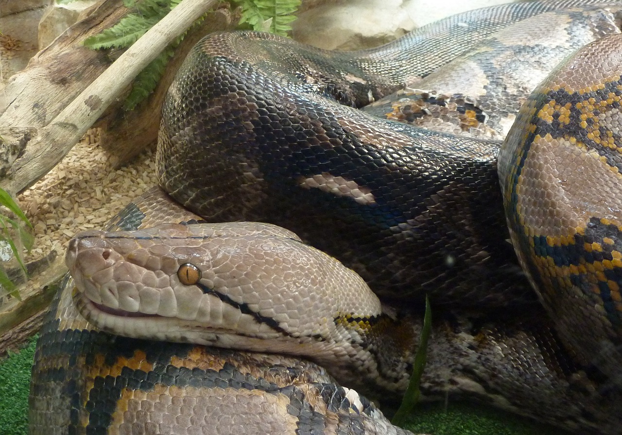 snake reptile head free photo