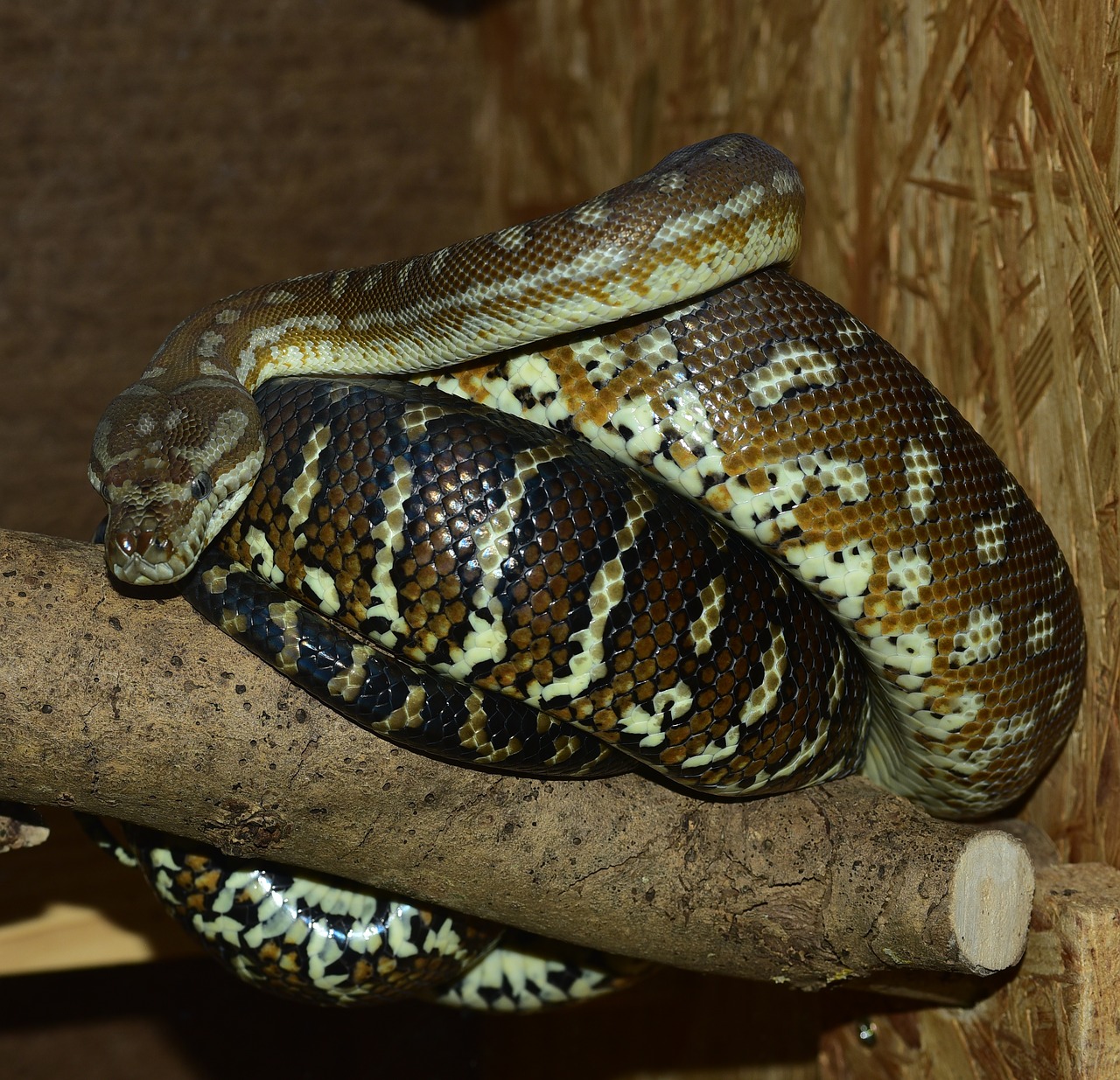 snake carpet python boa free photo