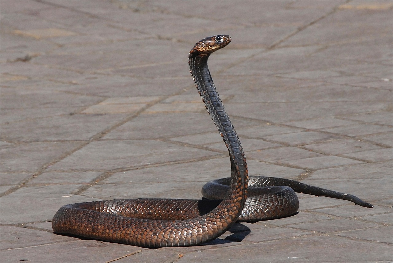 snake morocco snake charmer free photo
