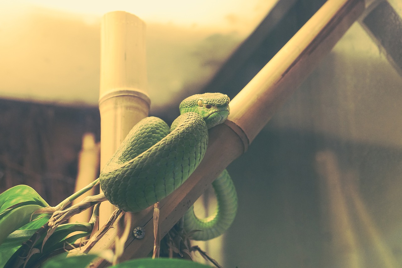 snake green captivity free photo