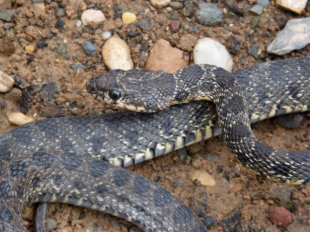 snake threat legua bifida free photo