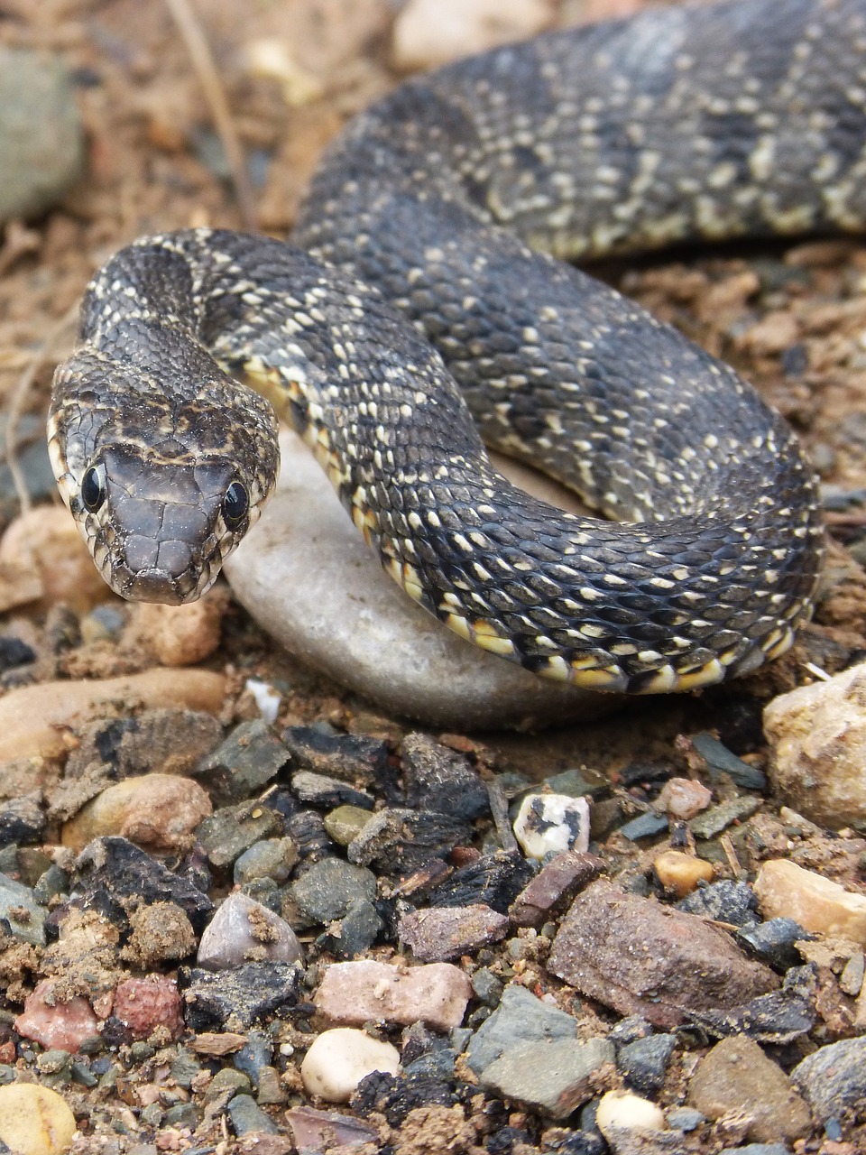 snake threat legua bifida free photo