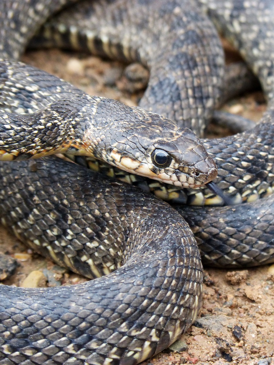 snake threat legua bifida free photo