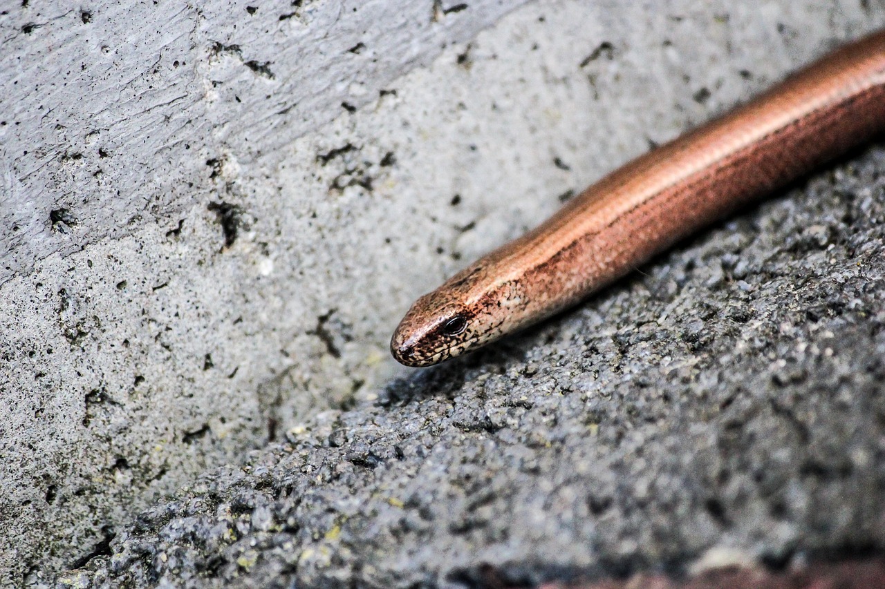 snake asphalt black eyes free photo