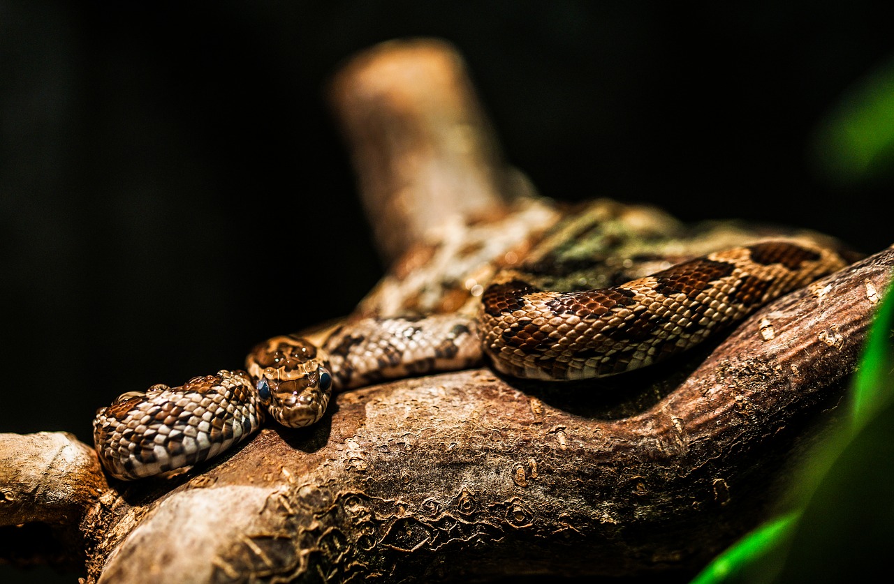 snake zoo animal free photo